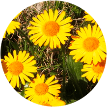 Ätherische Öle